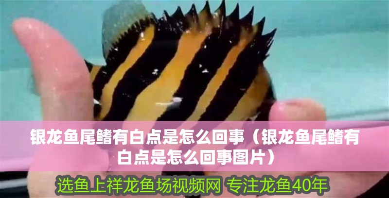 銀龍魚尾鰭有白點是怎么回事（銀龍魚尾鰭有白點是怎么回事圖片）