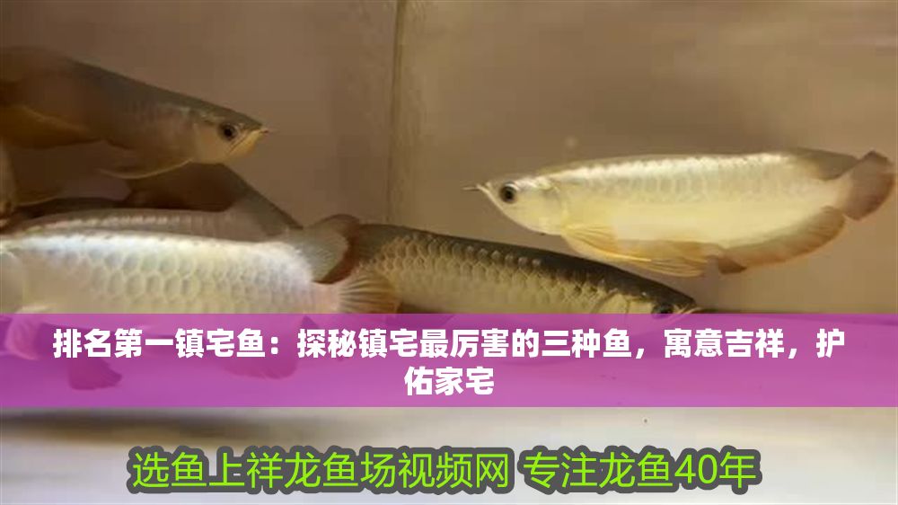 排名第一鎮(zhèn)宅魚：探秘鎮(zhèn)宅最厲害的三種魚，寓意吉祥，護(hù)佑家宅