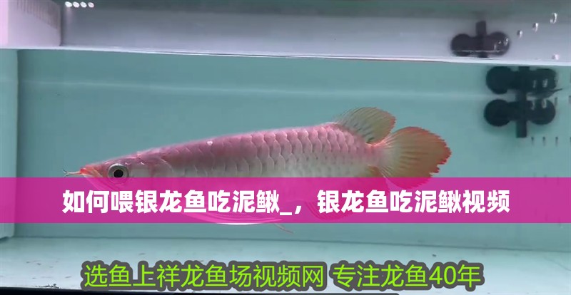 如何喂銀龍魚吃泥鰍_，銀龍魚吃泥鰍視頻 如何喂銀龍魚吃泥鰍_，銀龍魚吃泥鰍視頻 銀龍魚百科