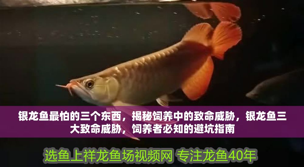 銀龍魚最怕的三個東西，揭秘飼養(yǎng)中的致命威脅，銀龍魚三大致命威脅，飼養(yǎng)者必知的避坑指南