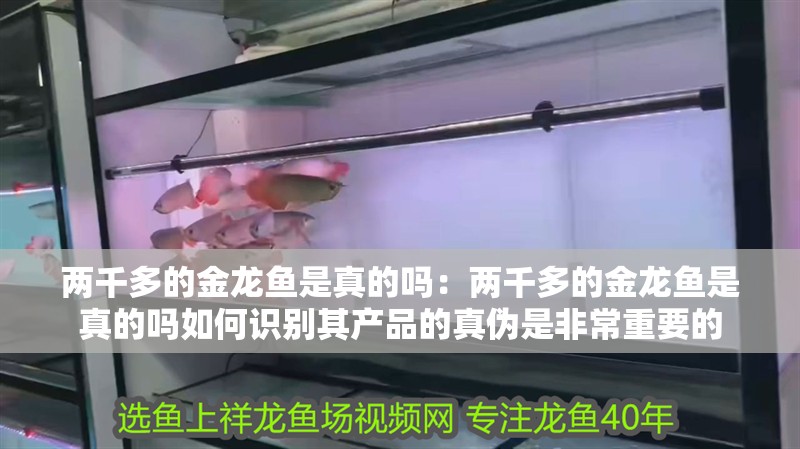 什么魚能和龍魚、虎魚混養(龍魚能和虎魚混養嗎) 兩千多的金龍魚是真的嗎:兩千多的金龍魚是真的嗎如何識別其產品的真偽是非常重要的 龍魚百科 兩千多的金龍魚是真的嗎:兩千多的金龍魚是真的嗎如何識別其產品的真偽是非常重要的 兩千多的金龍魚是真的嗎:兩千多的金龍魚是真的嗎如何識別其產品的真偽是非常重要的 龍魚百科