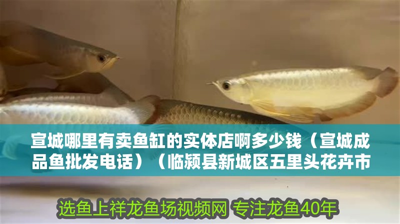 宣城哪里有賣(mài)魚(yú)缸的實(shí)體店啊多少錢(qián)（宣城成品魚(yú)批發(fā)電話）（臨潁縣新城區(qū)五里頭花卉市場(chǎng)賣(mài)魚(yú)缸便宜，二手魚(yú)缸價(jià)格便宜） 宣城哪里有賣(mài)魚(yú)缸的實(shí)體店啊多少錢(qián)（宣城成品魚(yú)批發(fā)電話）（臨潁縣新城區(qū)五里頭花卉市場(chǎng)賣(mài)魚(yú)缸便宜，二手魚(yú)缸價(jià)格便宜） 魚(yú)缸百科