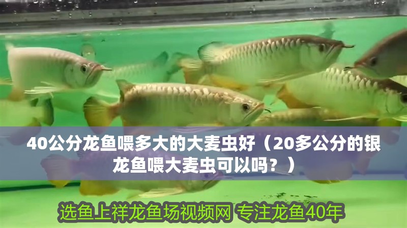 40公分龍魚喂多大的大麥蟲好（20多公分的銀龍魚喂大麥蟲可以嗎？）