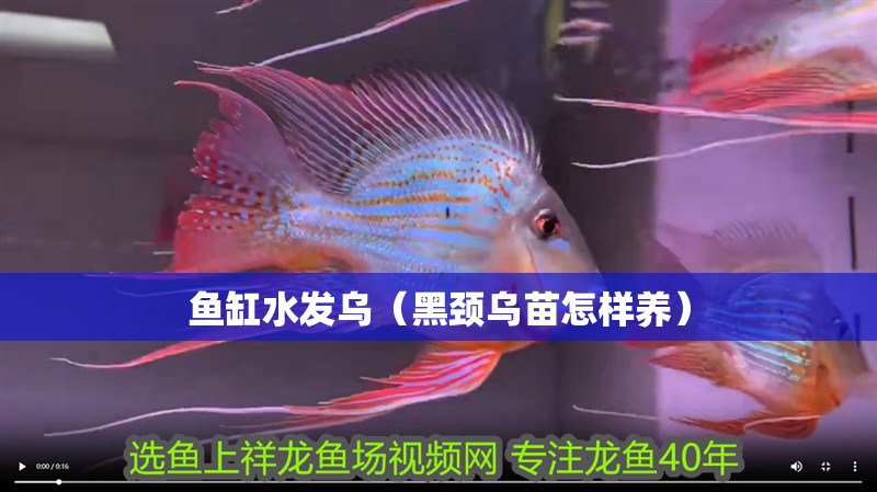 魚缸水發烏（黑頸烏苗怎樣養）