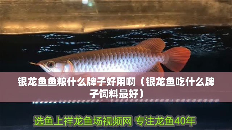 銀龍魚魚糧什么牌子好用啊（銀龍魚吃什么牌子飼料最好）