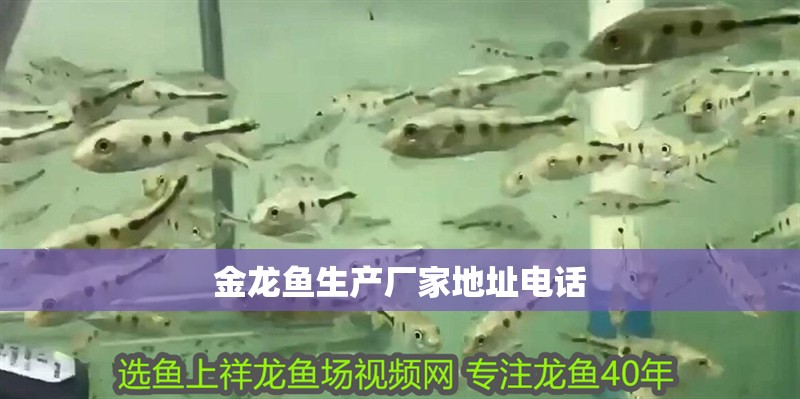 金龍魚生產廠家地址電話