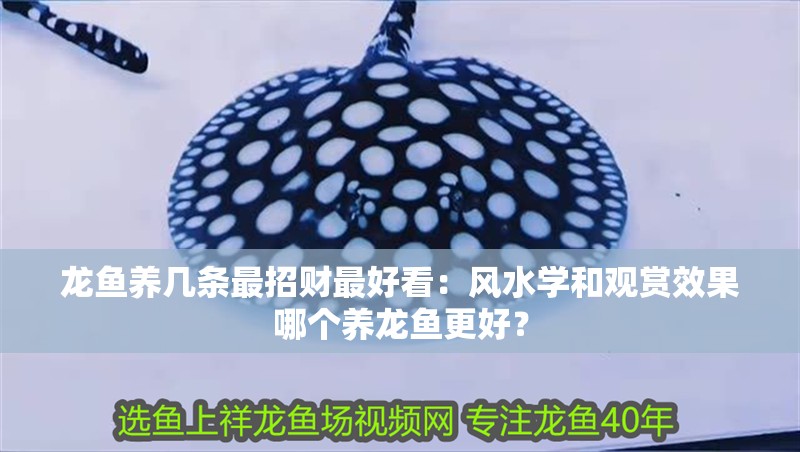 龍魚養幾條最招財最好看：風水學和觀賞效果哪個養龍魚更好？
