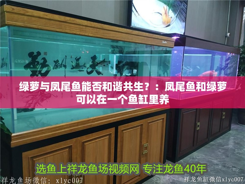 綠蘿與鳳尾魚能否和諧共生？：鳳尾魚和綠蘿可以在一個魚缸里養