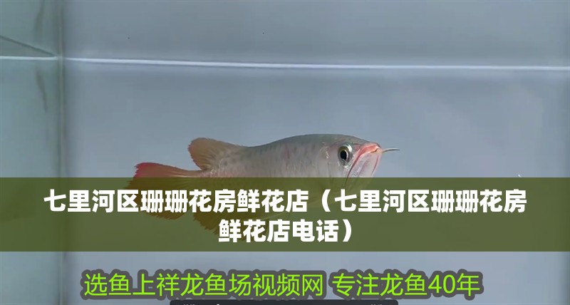 七里河區(qū)珊珊花房鮮花店（七里河區(qū)珊珊花房鮮花店電話） 七里河區(qū)珊珊花房鮮花店（七里河區(qū)珊珊花房鮮花店電話） 全國水族館企業(yè)名錄