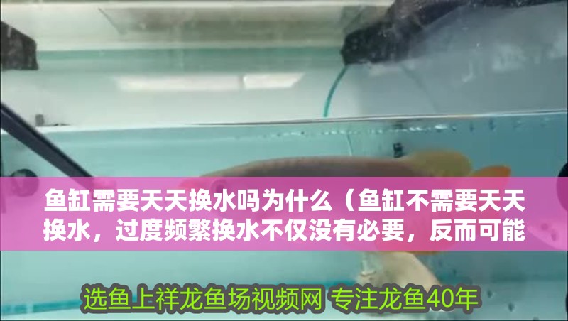 魚缸需要天天換水嗎為什么（魚缸不需要天天換水，過度頻繁換水不僅沒有必要，反而可能沒必要） 魚缸需要天天換水嗎為什么（魚缸不需要天天換水，過度頻繁換水不僅沒有必要，反而可能沒必要） 魚缸百科