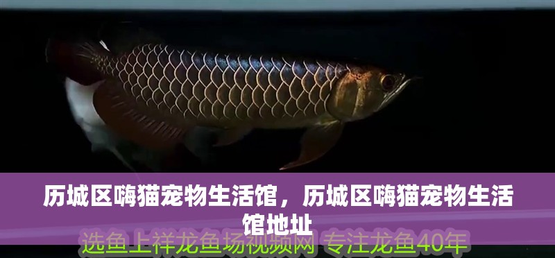 歷城區嗨貓寵物生活館，歷城區嗨貓寵物生活館地址 歷城區嗨貓寵物生活館，歷城區嗨貓寵物生活館地址 全國水族館企業名錄