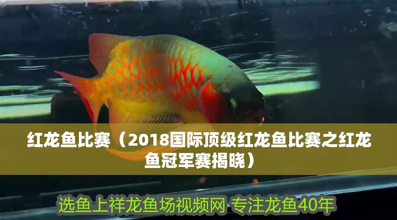 紅龍魚比賽（2018國際頂級紅龍魚比賽之紅龍魚冠軍賽揭曉）