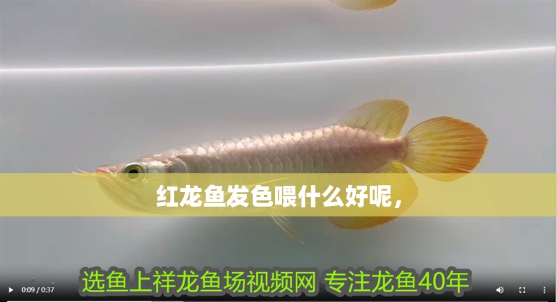紅龍魚發(fā)色喂什么好呢，
