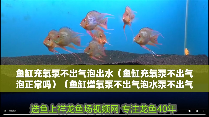 魚缸充氧泵不出氣泡出水（魚缸充氧泵不出氣泡正常嗎）（魚缸增氧泵不出氣泡水泵不出氣泡泡的原因有哪些） 魚缸充氧泵不出氣泡出水（魚缸充氧泵不出氣泡正常嗎）（魚缸增氧泵不出氣泡水泵不出氣泡泡的原因有哪些） 魚缸百科