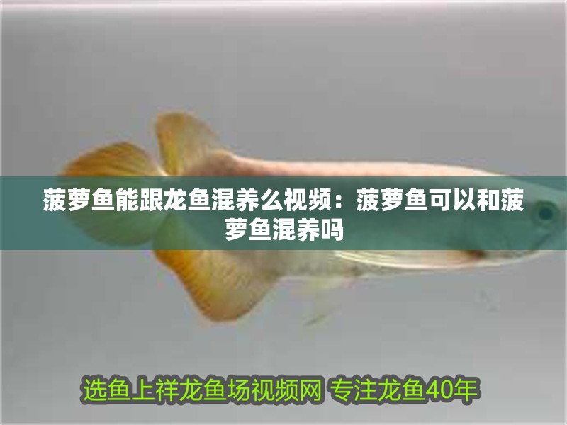菠蘿魚能跟龍魚混養(yǎng)么視頻：菠蘿魚可以和菠蘿魚混養(yǎng)嗎