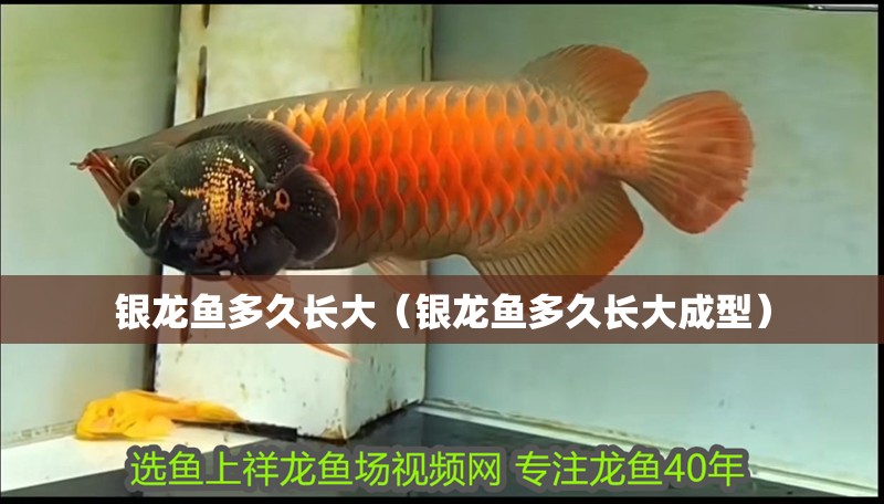 銀龍魚(yú)多久長(zhǎng)大（銀龍魚(yú)多久長(zhǎng)大成型）