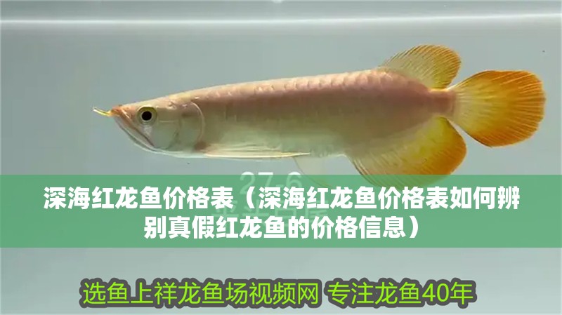 深海紅龍魚價格表（深海紅龍魚價格表如何辨別真假紅龍魚的價格信息）