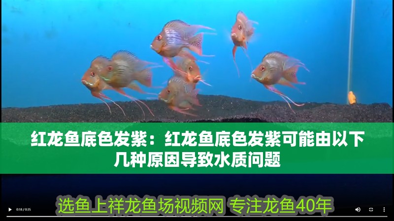 紅龍魚底色發紫：紅龍魚底色發紫可能由以下幾種原因導致水質問題 紅龍魚底色發紫：紅龍魚底色發紫可能由以下幾種原因導致水質問題 龍魚百科