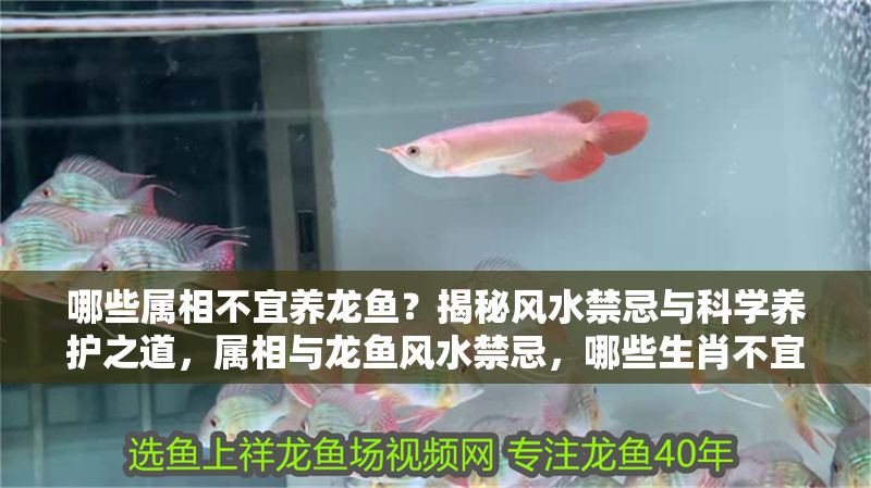 哪些屬相不宜養(yǎng)龍魚？揭秘風(fēng)水禁忌與科學(xué)養(yǎng)護(hù)之道，屬相與龍魚風(fēng)水禁忌，哪些生肖不宜養(yǎng)龍魚及科學(xué)養(yǎng)護(hù)指南