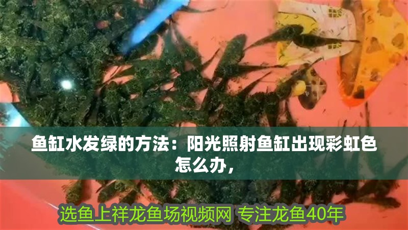 魚缸水發綠的方法：陽光照射魚缸出現彩虹色怎么辦，