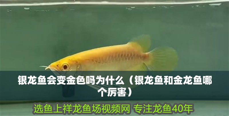 紅龍魚用黃燈烤有用嗎 銀龍魚會變金色嗎為什么(銀龍魚和金龍魚哪個厲害) 銀龍魚百科 銀龍魚會變金色嗎為什么(銀龍魚和金龍魚哪個厲害) 銀龍魚會變金色嗎為什么(銀龍魚和金龍魚哪個厲害) 銀龍魚百科