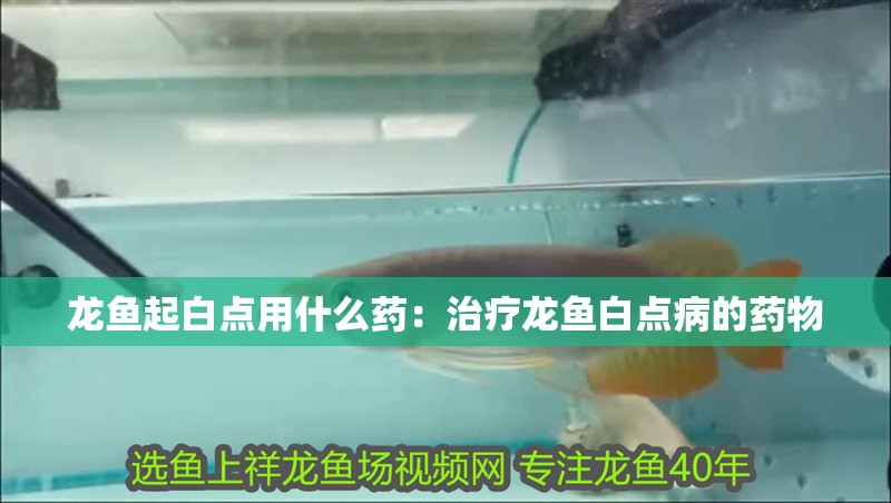 龍魚起白點用什么藥：治療龍魚白點病的藥物