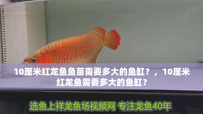 10厘米紅龍魚魚苗需要多大的魚缸？，10厘米紅龍魚需要多大的魚缸？ 10厘米紅龍魚魚苗需要多大的魚缸？，10厘米紅龍魚需要多大的魚缸？ 龍魚百科