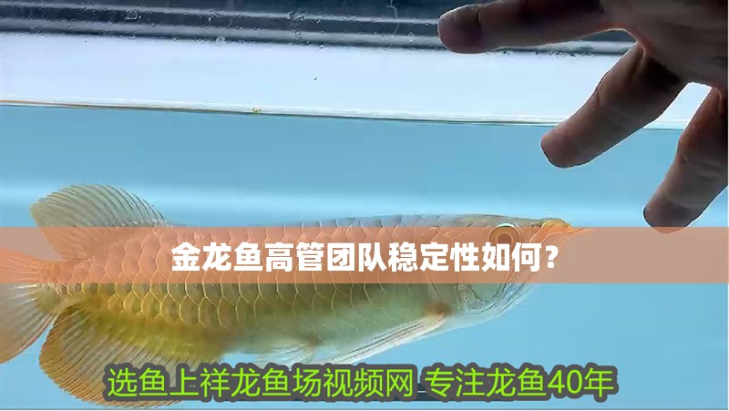 金龍魚高管團隊穩(wěn)定性如何？ 金龍魚高管團隊穩(wěn)定性如何？ 龍魚論壇