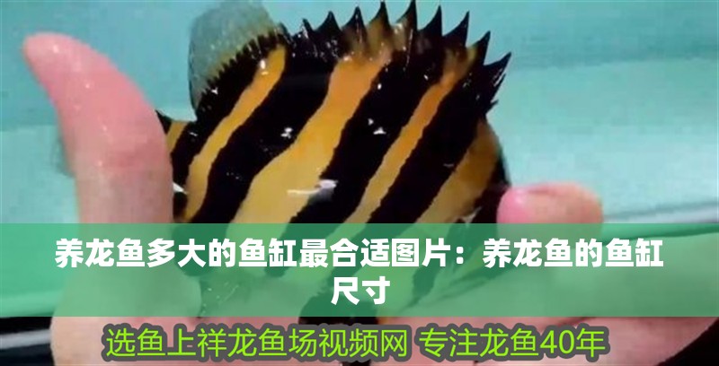 養龍魚多大的魚缸最合適圖片：養龍魚的魚缸尺寸