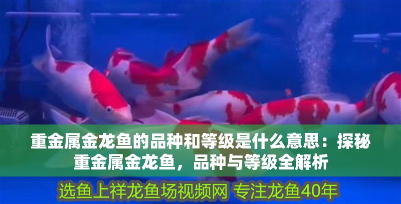 重金屬金龍魚的品種和等級是什么意思：探秘重金屬金龍魚，品種與等級全解析
