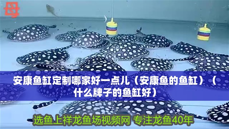 安康魚缸定制哪家好一點兒（安康魚的魚缸）（什么牌子的魚缸好）