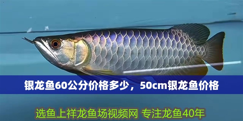銀龍魚60公分價格多少，50cm銀龍魚價格