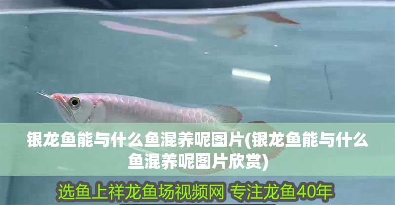 銀龍魚能與什么魚混養呢圖片(銀龍魚能與什么魚混養呢圖片欣賞)