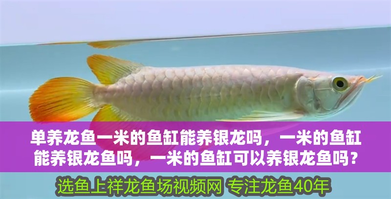 單養(yǎng)龍魚一米的魚缸能養(yǎng)銀龍嗎，一米的魚缸能養(yǎng)銀龍魚嗎，一米的魚缸可以養(yǎng)銀龍魚嗎？ 單養(yǎng)龍魚一米的魚缸能養(yǎng)銀龍嗎，一米的魚缸能養(yǎng)銀龍魚嗎，一米的魚缸可以養(yǎng)銀龍魚嗎？ 銀龍魚百科