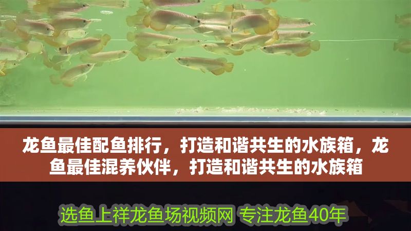 龍魚最佳配魚排行，打造和諧共生的水族箱，龍魚最佳混養(yǎng)伙伴，打造和諧共生的水族箱