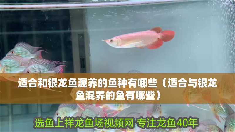適合和銀龍魚混養的魚種有哪些（適合與銀龍魚混養的魚有哪些）