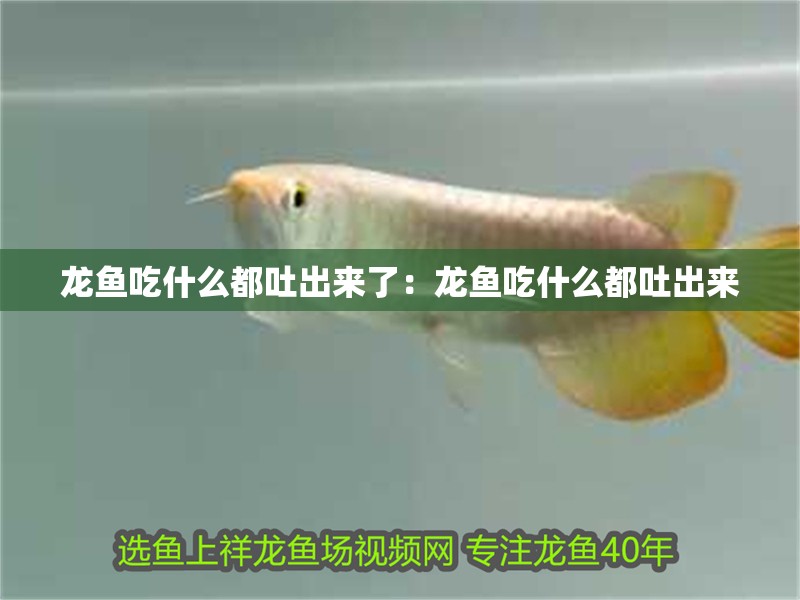 龍魚吃什么都吐出來了：龍魚吃什么都吐出來 龍魚吃什么都吐出來了：龍魚吃什么都吐出來 龍魚百科