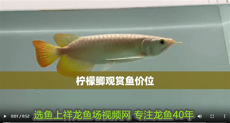 檸檬鯽觀賞魚價位