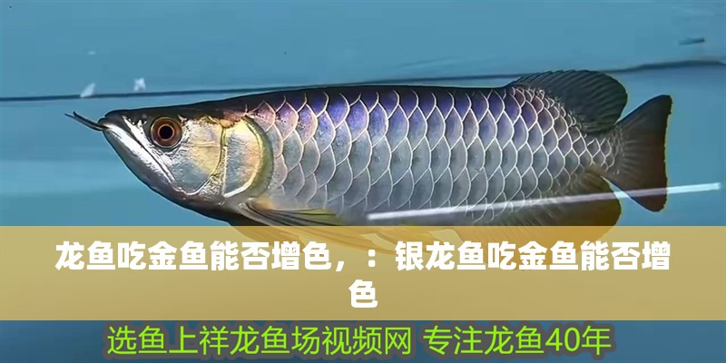龍魚吃金魚能否增色，：銀龍魚吃金魚能否增色 龍魚吃金魚能否增色，：銀龍魚吃金魚能否增色 龍魚百科