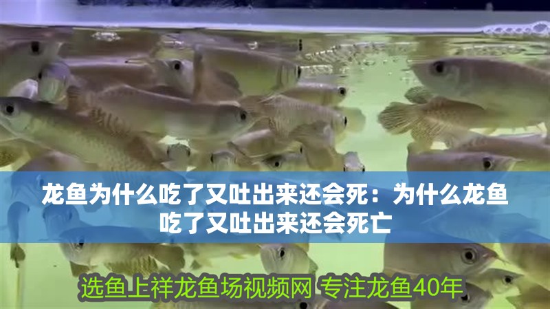 龍魚為什么吃了又吐出來(lái)還會(huì)死：為什么龍魚吃了又吐出來(lái)還會(huì)死亡 龍魚為什么吃了又吐出來(lái)還會(huì)死：為什么龍魚吃了又吐出來(lái)還會(huì)死亡 龍魚百科