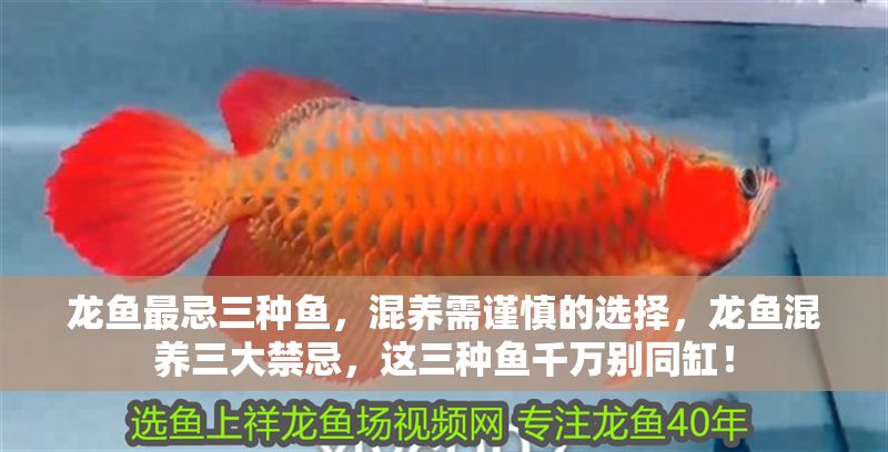 龍魚最忌三種魚，混養需謹慎的選擇，龍魚混養三大禁忌，這三種魚千萬別同缸！ 龍魚最忌三種魚，混養需謹慎的選擇，龍魚混養三大禁忌，這三種魚千萬別同缸！ 龍魚百科 第1張