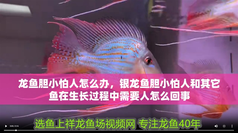龍魚膽小怕人怎么辦，銀龍魚膽小怕人和其它魚在生長過程中需要人怎么回事