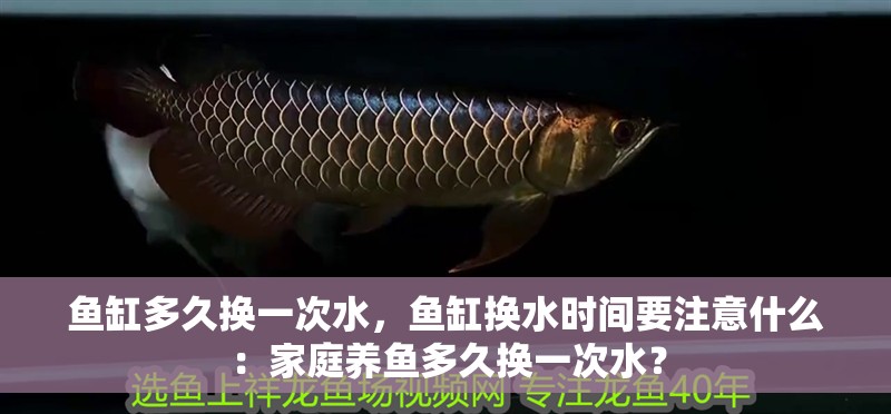 魚缸多久換一次水，魚缸換水時間要注意什么：家庭養魚多久換一次水？ 魚缸多久換一次水，魚缸換水時間要注意什么：家庭養魚多久換一次水？ 魚缸百科