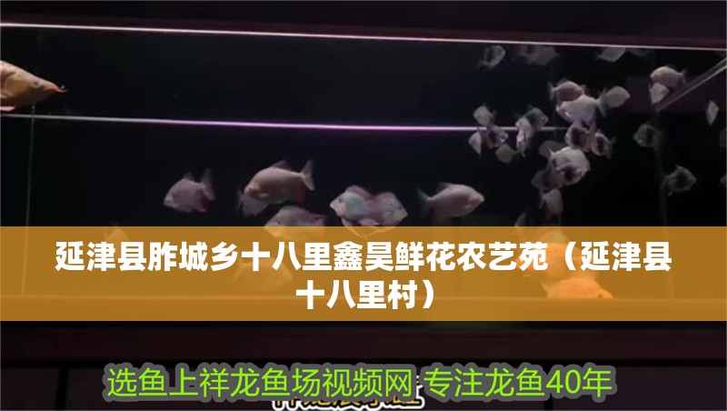 延津縣胙城鄉十八里鑫昊鮮花農藝苑（延津縣十八里村） 延津縣胙城鄉十八里鑫昊鮮花農藝苑（延津縣十八里村） 全國水族館企業名錄