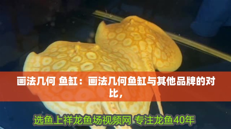 畫法幾何 魚缸：畫法幾何魚缸與其他品牌的對比，