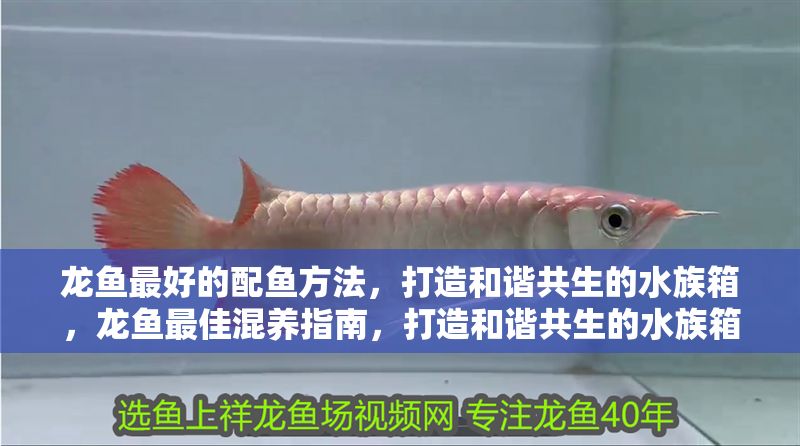 龍魚最好的配魚方法，打造和諧共生的水族箱，龍魚最佳混養指南，打造和諧共生的水族箱 龍魚最好的配魚方法，打造和諧共生的水族箱，龍魚最佳混養指南，打造和諧共生的水族箱 龍魚百科 第1張
