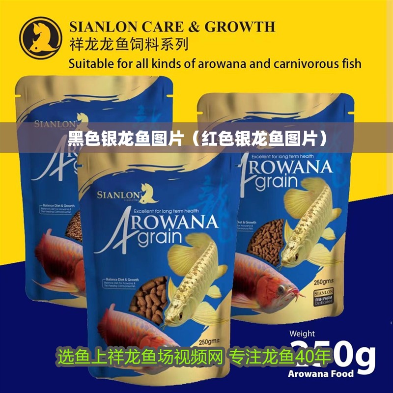 黑色銀龍魚圖片（紅色銀龍魚圖片）