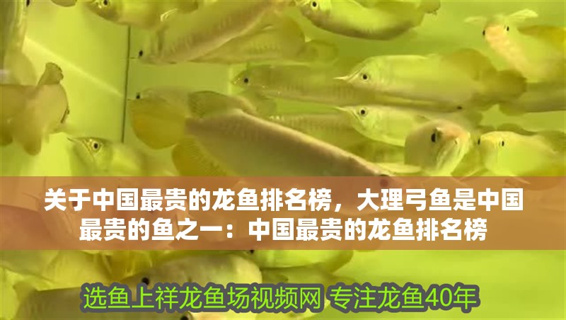 關(guān)于中國(guó)最貴的龍魚(yú)排名榜，大理弓魚(yú)是中國(guó)最貴的魚(yú)之一：中國(guó)最貴的龍魚(yú)排名榜