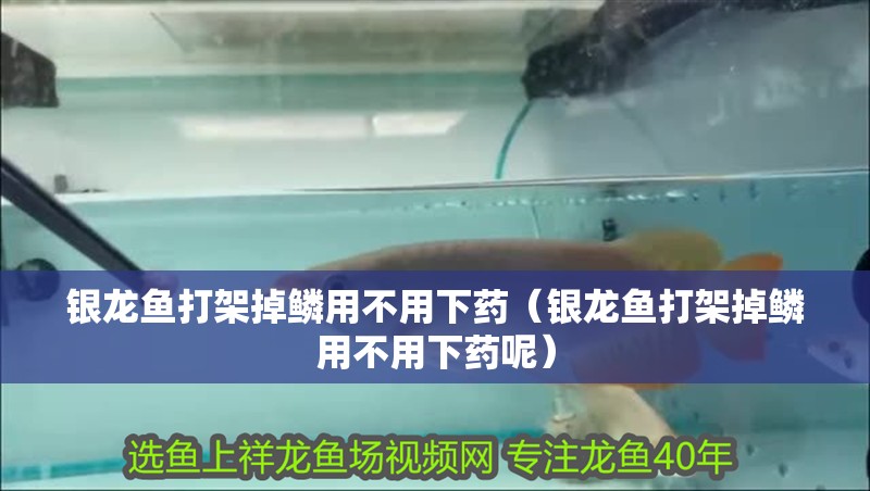銀龍魚打架掉鱗用不用下藥（銀龍魚打架掉鱗用不用下藥呢）