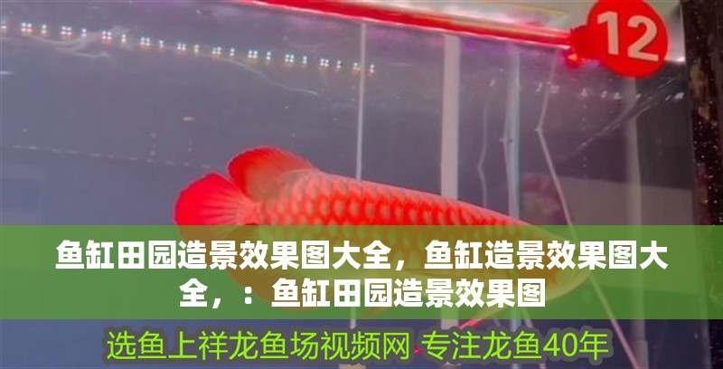 魚缸田園造景效果圖大全，魚缸造景效果圖大全，：魚缸田園造景效果圖 魚缸田園造景效果圖大全，魚缸造景效果圖大全，：魚缸田園造景效果圖 魚缸百科